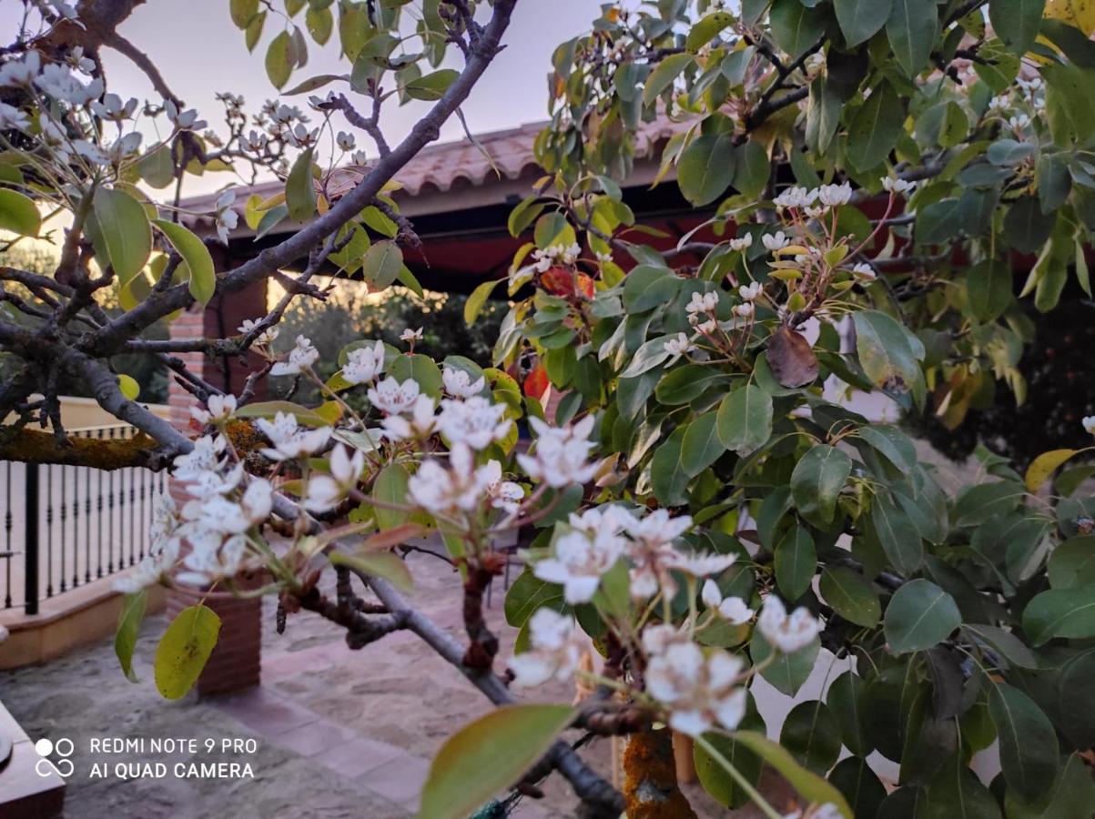 Los Abuelos Setenil De Las Bodegas Esterno foto